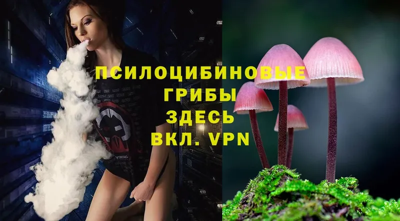 Галлюциногенные грибы Psilocybine cubensis  купить  цена  Полевской 